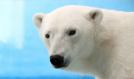 �������������� ������������ ��� ������ ������ ��������