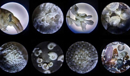 ������� � ������������ ���������