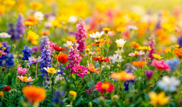 ���������� ��������� ������������